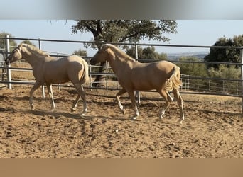 PRE Mestizo, Yegua, 2 años, 158 cm, Palomino