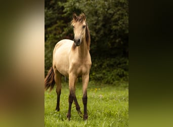 PRE Mestizo, Yegua, 2 años, 160 cm, Buckskin/Bayo