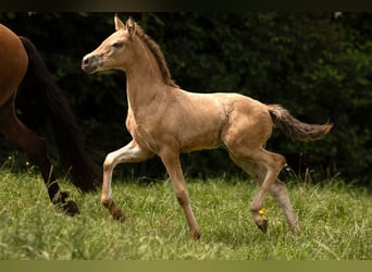 PRE Mestizo, Yegua, 2 años, 160 cm, Buckskin/Bayo