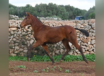 PRE, Yegua, 2 años, 160 cm, Castaño
