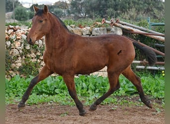 PRE, Yegua, 2 años, 160 cm, Castaño