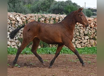 PRE, Yegua, 2 años, 160 cm, Castaño