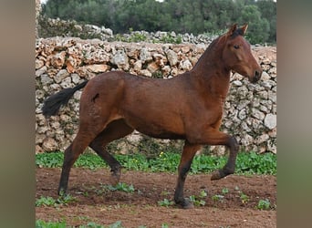 PRE, Yegua, 2 años, 160 cm, Castaño