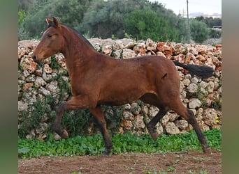 PRE, Yegua, 2 años, 160 cm, Castaño