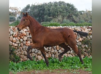 PRE, Yegua, 2 años, 160 cm, Castaño