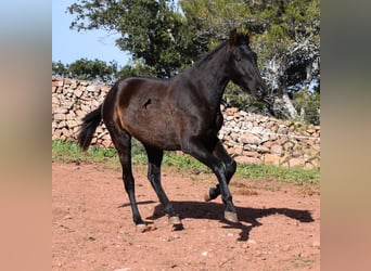 PRE, Yegua, 2 años, 160 cm, Negro