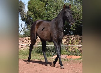 PRE, Yegua, 2 años, 160 cm, Negro