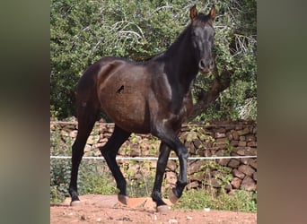 PRE, Yegua, 2 años, 160 cm, Negro