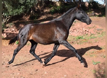 PRE, Yegua, 2 años, 160 cm, Negro