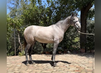 PRE Mestizo, Yegua, 2 años, 160 cm, Tordo