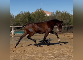 PRE Mestizo, Yegua, 2 años, 161 cm, Castaño