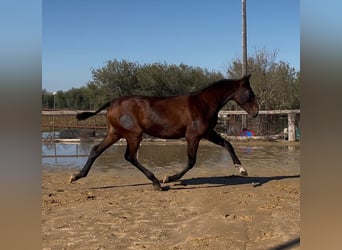 PRE Mestizo, Yegua, 2 años, 161 cm, Castaño