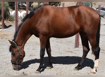 PRE, Yegua, 2 años, 161 cm, Castaño