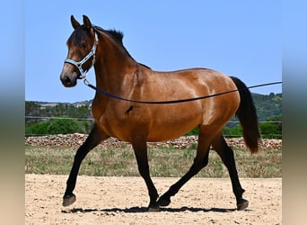 PRE Mestizo, Yegua, 2 años, 162 cm, Bayo