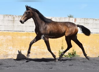PRE, Yegua, 2 años, 162 cm, Bayo
