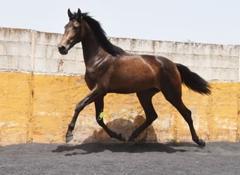 PRE, Yegua, 2 años, 162 cm, Bayo