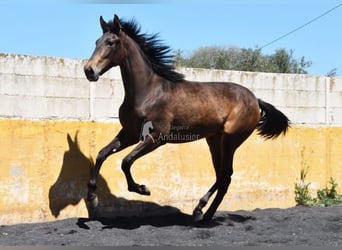 PRE, Yegua, 2 años, 162 cm, Bayo