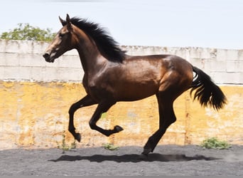 PRE, Yegua, 2 años, 162 cm, Bayo