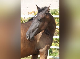 PRE Mestizo, Yegua, 2 años, 162 cm, Negro