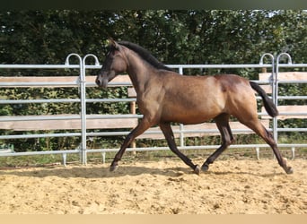 PRE Mestizo, Yegua, 2 años, 162 cm, Negro