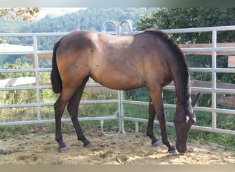 PRE Mestizo, Yegua, 2 años, 162 cm, Negro