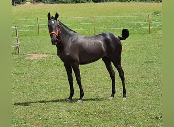 PRE Mestizo, Yegua, 2 años, 162 cm, Negro