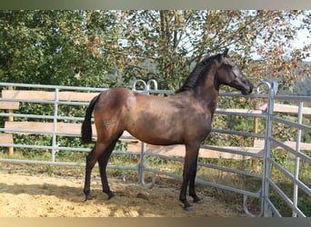 PRE Mestizo, Yegua, 2 años, 162 cm, Negro