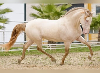 PRE Mestizo, Yegua, 2 años, 162 cm, Negro