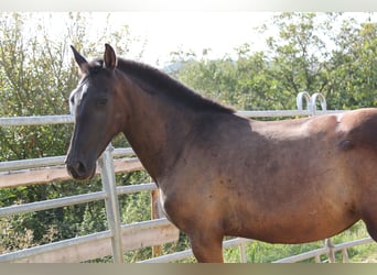 PRE Mestizo, Yegua, 2 años, 162 cm, Negro