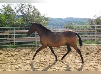 PRE Mestizo, Yegua, 2 años, 162 cm, Negro