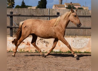 PRE, Yegua, 2 años, 162 cm, Palomino