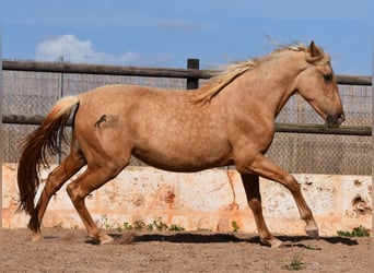 PRE, Yegua, 2 años, 162 cm, Palomino