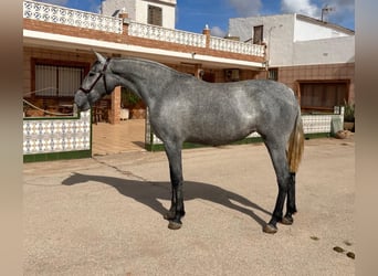 PRE, Yegua, 2 años, 162 cm, Tordo