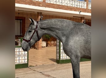 PRE, Yegua, 2 años, 162 cm, Tordo