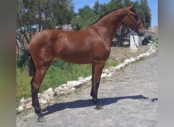 PRE, Yegua, 2 años, 163 cm, Castaño claro