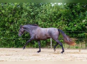 PRE Mestizo, Yegua, 2 años, 163 cm, Tordo