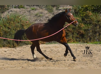 PRE Mestizo, Yegua, 2 años, 164 cm, Castaño