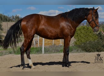 PRE Mestizo, Yegua, 2 años, 164 cm, Castaño