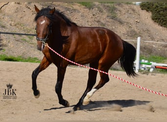 PRE Mestizo, Yegua, 2 años, 164 cm, Castaño