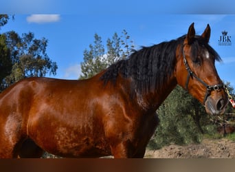 PRE Mestizo, Yegua, 2 años, 164 cm, Castaño