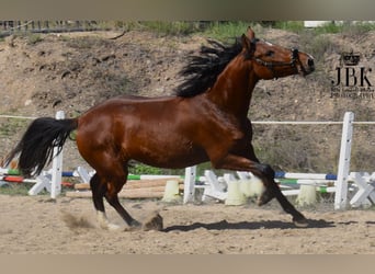 PRE Mestizo, Yegua, 2 años, 164 cm, Castaño