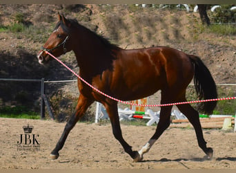 PRE Mestizo, Yegua, 2 años, 164 cm, Castaño