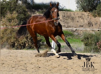 PRE Mestizo, Yegua, 2 años, 164 cm, Castaño