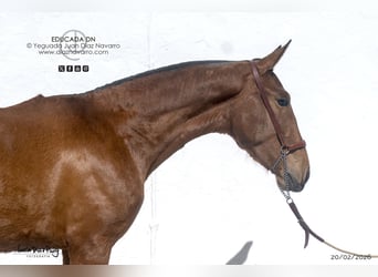 PRE, Yegua, 2 años, 164 cm, Castaño claro