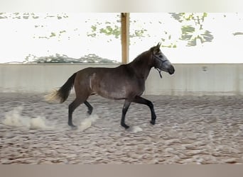 PRE, Yegua, 2 años, 164 cm, Tordo