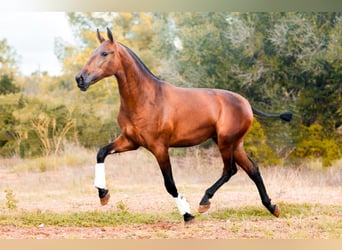 PRE, Yegua, 2 años, 165 cm, Castaño