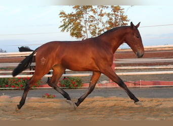 PRE Mestizo, Yegua, 2 años, 165 cm, Castaño