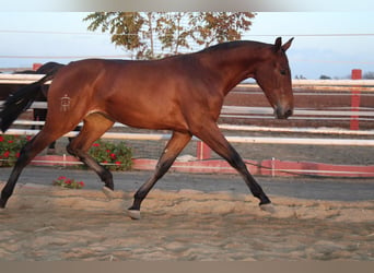 PRE Mestizo, Yegua, 2 años, 165 cm, Castaño