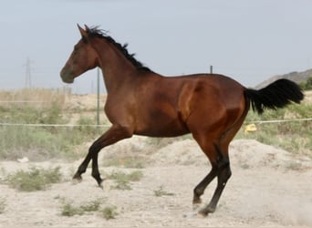 PRE, Yegua, 2 años, 165 cm, Castaño