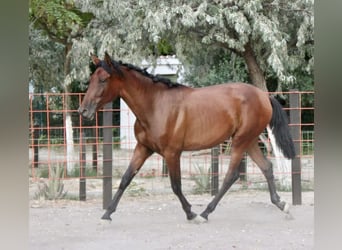 PRE, Yegua, 2 años, 165 cm, Castaño